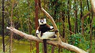 Island of Lemurs Madagascar IMAX® Trailer [upl. by Estey]