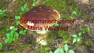 im Schwammerlwald bei Maria Waldrast August 2017 [upl. by Clemen669]