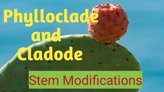 Stem Modifications Phylloclade and Cladode phyllocladecladodephyllode [upl. by Aip378]