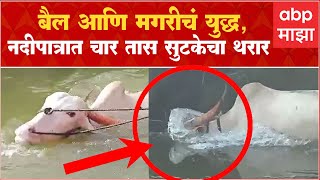 BullCrocodile battle Sangliकृष्णेच्या पात्रात बैल  मगरीची झुंजनदीपात्रात चार तास सुटकेचा थरार [upl. by Clower]