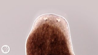 Want a Whole New Body Ask This Flatworm How  Deep Look [upl. by Eibloc]