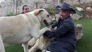 PERRO ATACO CESAR MILLAN ENCANTADOR PERROS  BcnXico77 [upl. by Ecinad]