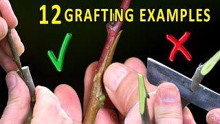 Choosing the RIGHT grafting technique  FRUIT TREE SPRING GRAFTING [upl. by Haorbed]