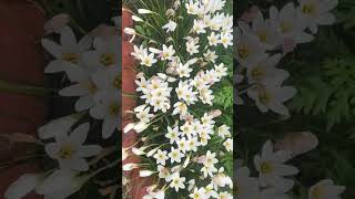 Tea Garden and winter season  Travel vlog  flowers  YouTube shorts [upl. by Olympias615]