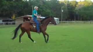 Horse training HOLD UP amp slow the legs and the lope [upl. by Inavihs559]