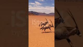 WS Gemsbok running in sunny desert Namibia Afrrica pyramidvalley peakcavern [upl. by Tench]