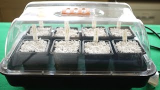 How To Use A Heated Propagator [upl. by Ydok]