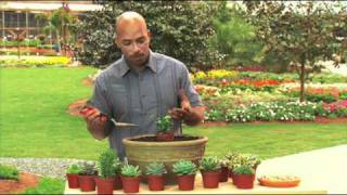 How to Plant a Succulent Bowl Garden [upl. by Arok]