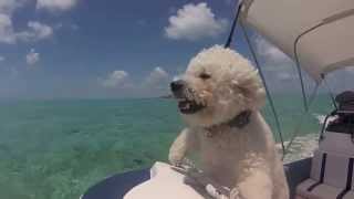 Bichon Puppies in the Bahamas [upl. by Ayikal]