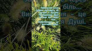 Pennisetum Hameln meditationmusic relaxing криничанськасадиба shortsvideo shorts [upl. by Dyche278]