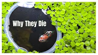 Why Your Floating Plants Keep Dying [upl. by Drusy]