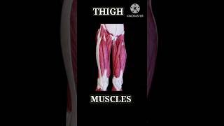 Thigh muscles anatomy medical shorts [upl. by Laktasic360]