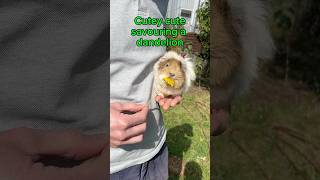 Cute guinea pig savoring a dandelion pets cuteanimals cavy funnyanimals dandelions food [upl. by Yleme599]