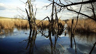 Die Selz auf ihrem Weg durch Rheinhessen  SWR  Fahr mal hin [upl. by Oiram457]