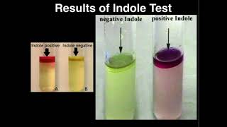 Microbiology Indole Test Tryptophanase [upl. by Levey989]