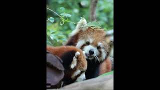 Hai chú gấu trúc đỏ thể hiện tình cảm bằng nụ hôn  Red Panda Kiss redpanda animals zoo cute [upl. by Esertak]