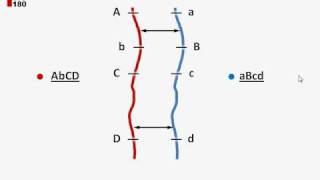 Crossing Over Tutorial [upl. by Tiff611]