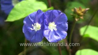 Jacquemontia violacea  Skyblue Clustervine is native to tropical America [upl. by Telrats]