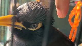 Bird having Head scratches 🥹 Cute Myna Bird Pets Video [upl. by Ettellocin605]