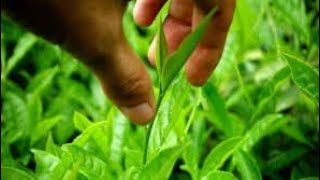 Top 5 Important Medicinal Plants  Tulsi Aloevera Turmeric Asuro Ghodtapre Asiatic Pennywort [upl. by Lanette]