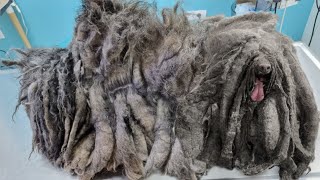 You WOULDNT BELIEVE How This DOG Looked After We Removed This Hair [upl. by Cost]