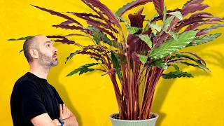 My Secret To Growing This MASSIVE Calathea [upl. by Ahsihat]