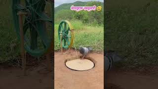 Bewakoof kabutari 😅😂🤣 funny comedy [upl. by Htebiram]