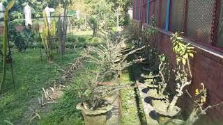 Bangladesh National Botanical Garden  Amazing Cactus Garden and Collection Dhaka Bangladesh [upl. by Eltsirhc]