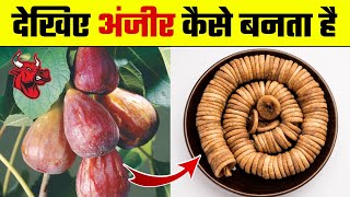 देखिए अंजीर कैसे बनता है  Anjeer Kaise Banta Hai  Anjeer Dry Fruits Making Process  Dried Figs [upl. by Colligan]