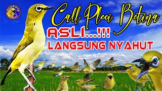 Asli Pleci Betina Lenjeh memanggil jantan ini Memancing Semua Pleci ikut bunyi nyahut dan Gacor [upl. by Aeneg]