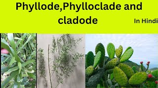 PhyllocladecladodephyllodeDifference among Phyllocladecladodephyllode [upl. by Nosemaj812]