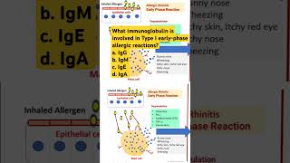 What immunoglobulin is involved in Type I earlyphase allergic reactions [upl. by Remo]