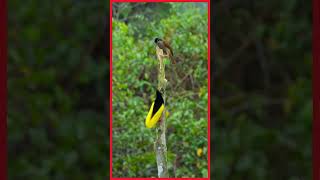 Twelvewired birdofparadise dancing in courtship displayshorts  birds nature wildlife [upl. by Hendel273]