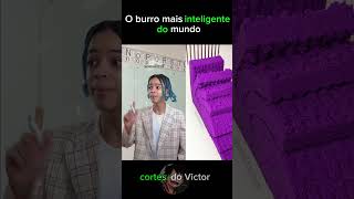 Um burro inteligente cortes comedia humor shortvideo viralvideo viralshorts memes [upl. by Ruby269]