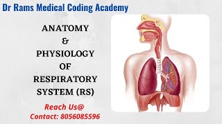 Respiratory System  Anatomy and Physiology of Respiratory System  medicalcoding  NEET [upl. by Victoir]