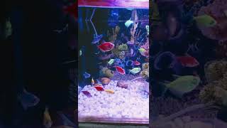 Orenda or panda goldfish add kar di Mateen Ansari Vlogs shortsvideo [upl. by Varrian]