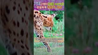 기린 고양이서벌 은밀한 쥐잡기 사냥 장면 동물 서벌 고양이 animals wildlife shorts [upl. by Anihc]