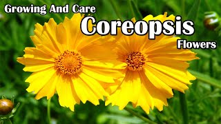 How To Grow and Care For Coreopsis Flowers [upl. by Jenna552]