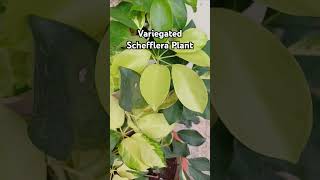 Variegated Schefflera Plant ornamentalplant beautifulleaves Rajshreecreation2024 [upl. by Llehcear]