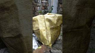 plant Colocasia Burgundy at home  home gardening trending plants shorts viral [upl. by Neehsar]