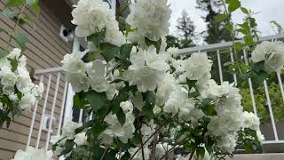 Mock Orange in Bloom Peonies still going strong Hosta is 7 feet wide [upl. by Ardelle]