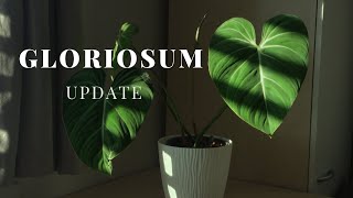 Philodendron Gloriosum propagation update [upl. by Bran]