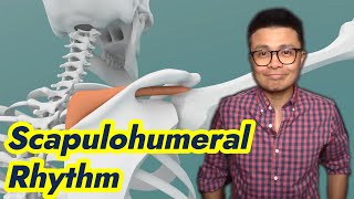 What is the Scapulohumeral Rhythm Everything you need to Know [upl. by Deach]