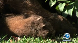 Dead bear removed after nearly 24 hours on lawn in Monrovia [upl. by Haase]