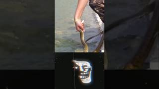 Troll Face SNAKE Rescue Epic Save❗trollfaceshorts memes wildlife viral funnyvideos adventure [upl. by Nimaynib]