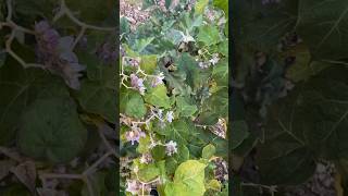 Hardy Tomato Tree Solanum corymbiflora in Sacramento Valley [upl. by Ingeborg]