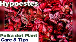 Hypoestes  How to Care PolkaDot Plant  Hypoestes Plant Care  PolkaDot Plant Care Tips amp Tricks [upl. by Vogeley73]