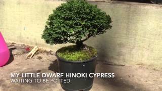 Dwarf hinoki Cypress waiting on a bonsai pot [upl. by Damas660]