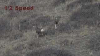 Mule Deer Buck Shot in Slow Motion 338 Lapua [upl. by Faline]