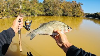 4 Hours of RAW and UNCUT Ultralight Fishing with Gulp Minnows  Emory River [upl. by Enitsed370]